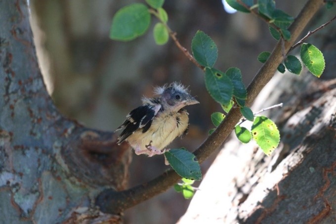 baby bird with Downey feathers