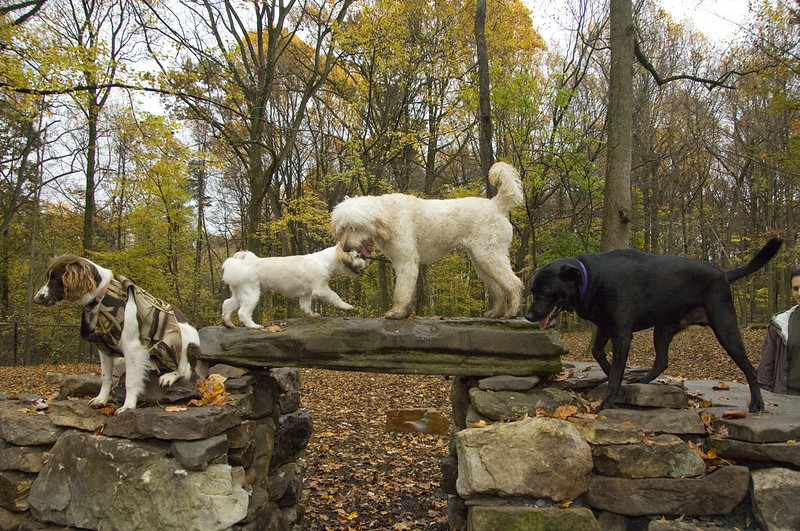 Multiple dogs on a rock bridge structure.