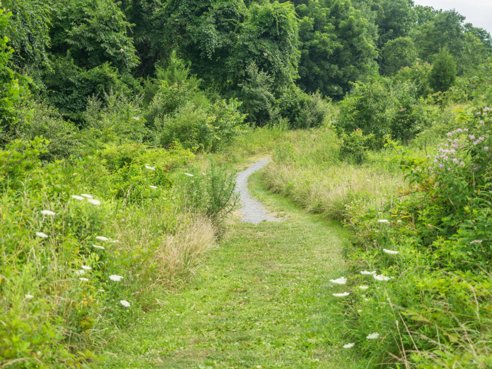 lois y green trails 